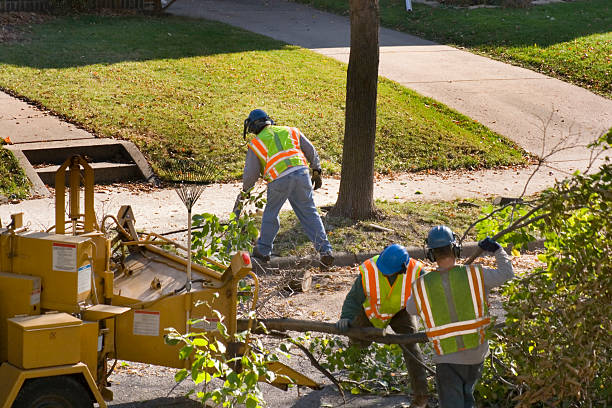 Best Hedge Trimming  in Dayton, WA